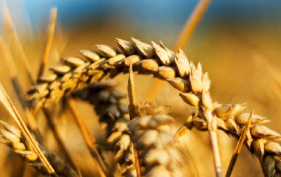 Orion Farming Group