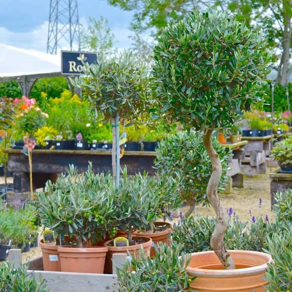 Lowden Garden Centre